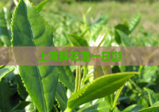 上海鲜花港一日游