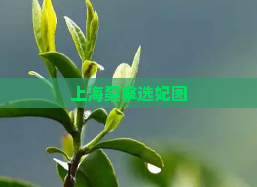 上海桑拿选妃图