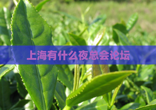 上海有什么夜总会论坛