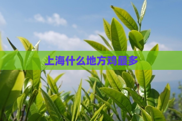上海什么地方鸡最多