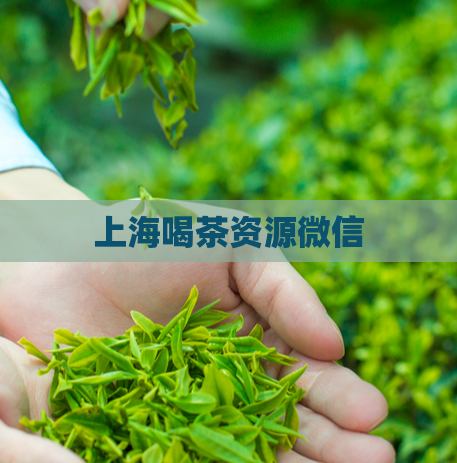 上海喝茶资源微信