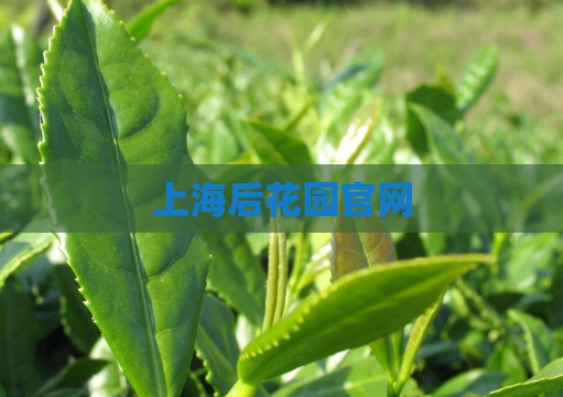 上海后花园官网